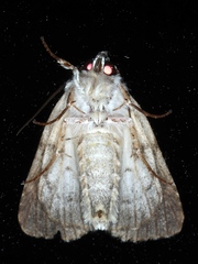 Turnerinycta phaeocosma