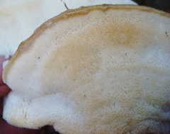 Postia tephroleuca