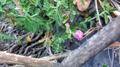 Scutellaria suffrutescens