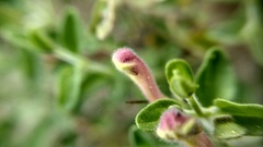 Scutellaria suffrutescens