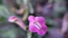 Scutellaria suffrutescens