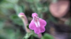 Scutellaria suffrutescens