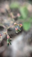 Euphorbia villifera