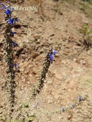 Salvia connivens
