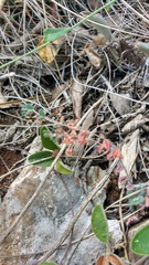 Euphorbia villifera
