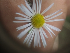 Erigeron strigosus