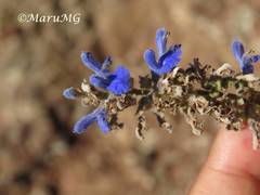 Salvia connivens