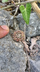 Mammillaria melanocentra melanocentra