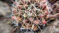 Mammillaria melanocentra melanocentra