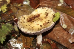 Cortinarius riederi