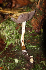 Cortinarius riederi