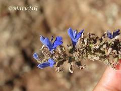 Salvia connivens