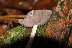 Cortinarius riederi