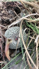 Epithelantha unguispina