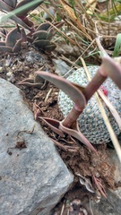 Callisia navicularis