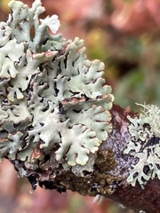 Hypogymnia