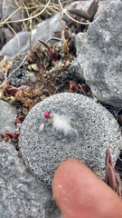 Epithelantha unguispina