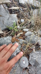 Epithelantha unguispina