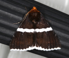 Buzara frontinus