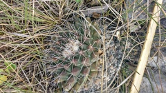 Mammillaria melanocentra melanocentra