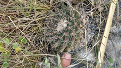 Mammillaria melanocentra melanocentra