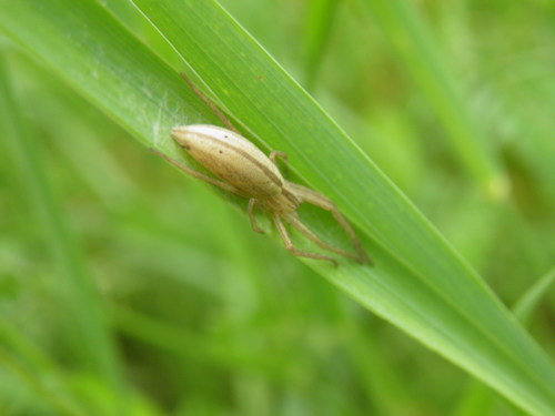 Ilgapilvis laibavoris