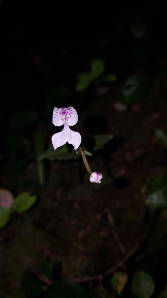 Disperis oppositifolia