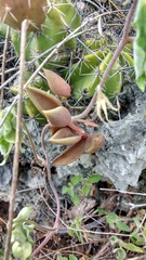 Lenophyllum acutifolium
