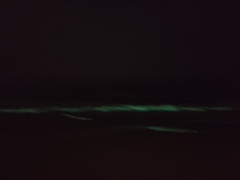 Noctiluca scintillans