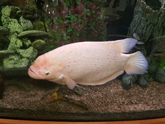 Osphronemus goramy