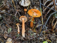 Lactarius substriatus