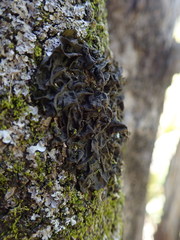 Collema subflaccidum