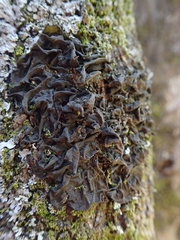 Collema subflaccidum