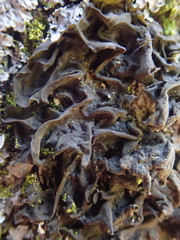 Collema subflaccidum