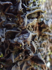 Collema subflaccidum
