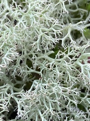 Cladonia