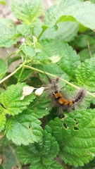 Lepidoptera