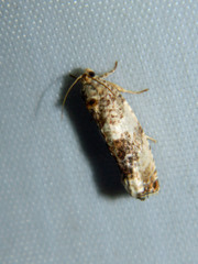 Pseudosciaphila duplex