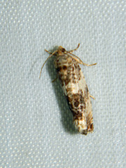 Pseudosciaphila duplex