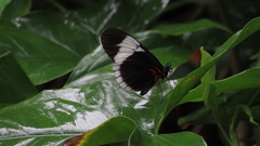 Heliconius sapho sapho
