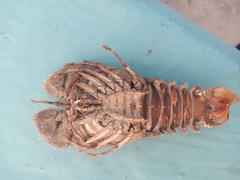 Thenus orientalis