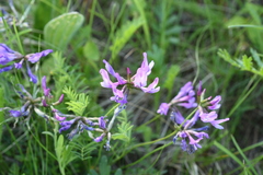 Astragalus stenoceras