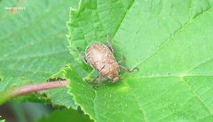 Adoretus tenuimaculatus