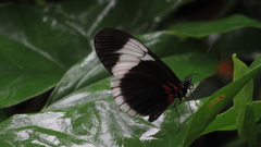 Heliconius sapho sapho