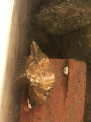 Rhamphocottus richardsonii