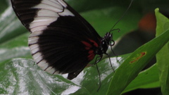 Heliconius sapho sapho