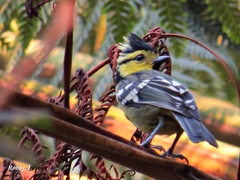 Machlolophus spilonotus