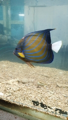 Pomacanthus annularis