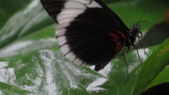 Heliconius sapho sapho