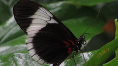 Heliconius sapho sapho